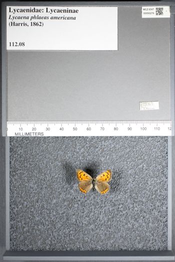 Media type: image;   Entomology 50279